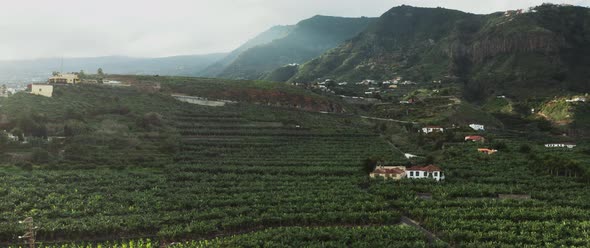 Landscape view of banana trees fields on the hills