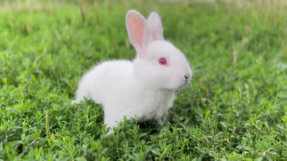 A Small Fluffy White Rabbit with Red Eyes is Sitting in the Green Grass