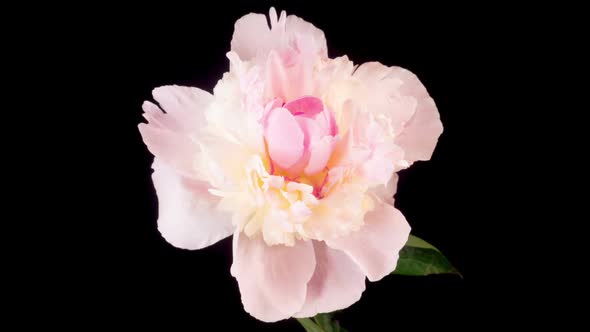 Time Lapse of Opening Beautiful White Peony Flowers