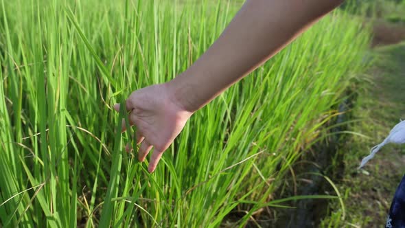 Girl's Hand Touching Rice Plant