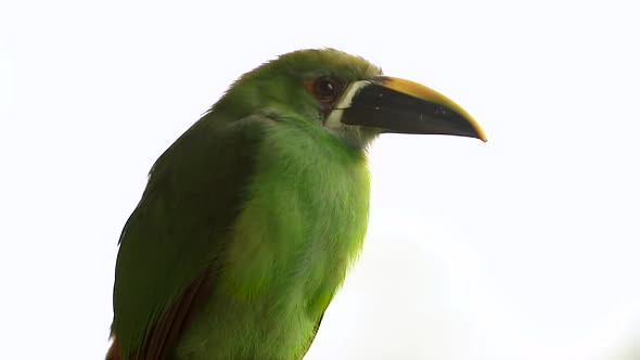 Emerald toucanet close up. White background. Aulacorhynchus prasinus
