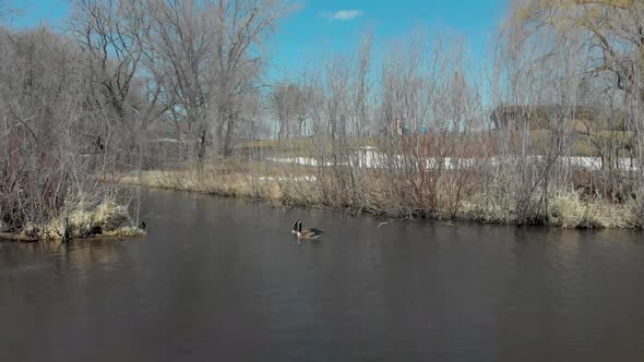 Aerial Drone video from Lake Susan in Chanhassen Minnesota of two geese enjoying the spring weather