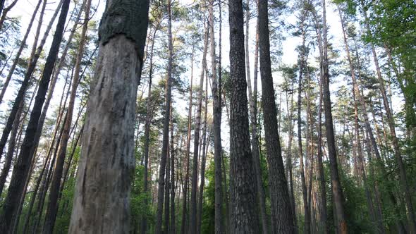 Summer Forest with Pine Trees Slow Motion