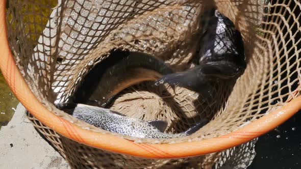 View From Above Into a Fishing Net with Many Adult Trout Caught Alive and Jerking and Jumping in the