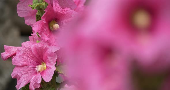 Alcea,  commonly known as the hollyhocks