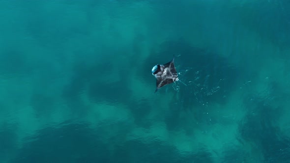 Mantaray on surface of ocean flapping its fins while feeding in Fiji, aerial