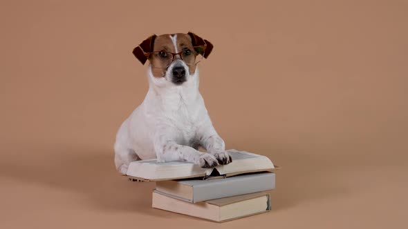 A Smart Dog in Glasses of the Jack Russell Breed Spends Time Reading Books