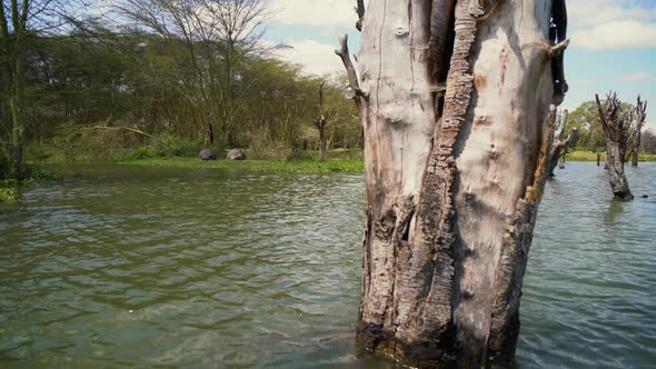 Hippos sleeping on Lake Naivasha shore