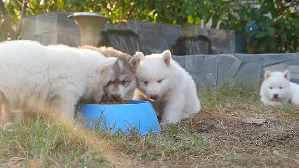 Cute Siberian Husky Puppies Eating Dry Food From Bowl