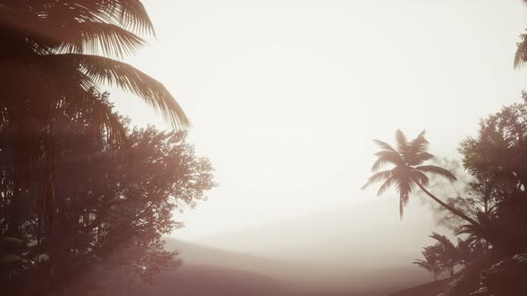 Tropical Palm Rainforest in Fog