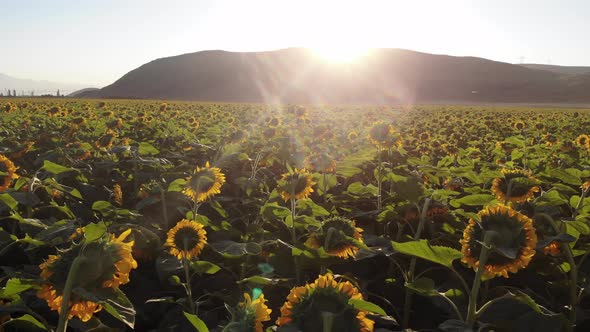 Growing Sunflowers in a Farmer's Field