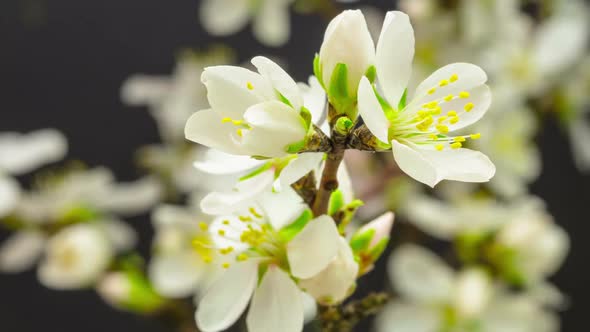 Almond Flower Blossom 3