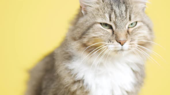 cute cat lying and resting on bed on blanket in bedroom, concept lovely pets, domestic animals