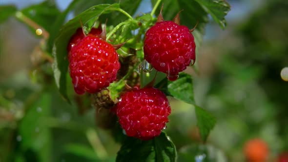 Close-up of Raindrops Falling on the Large Juicy Raspberries on the Bush