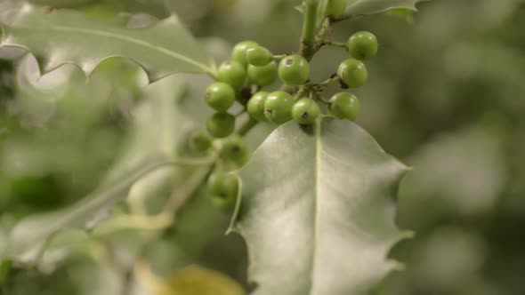Holly plant in summer growing green berries