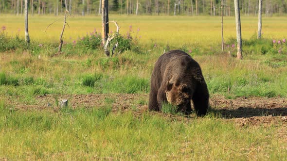 Brown Bear Ursus Arctos in Wild Nature Is a Bear