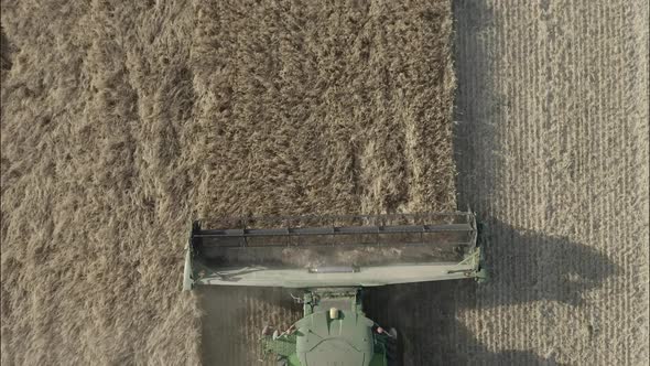 Combine Harvesting Wheat Top View of a Wheatfield