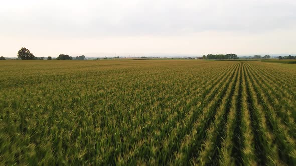 Drone view of fields, Cellarengo, Piemonte, Italy