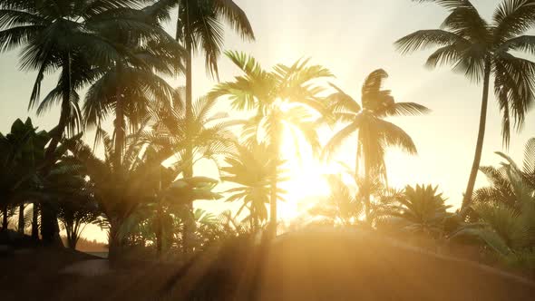 Sunset Beams Through Palm Trees alt