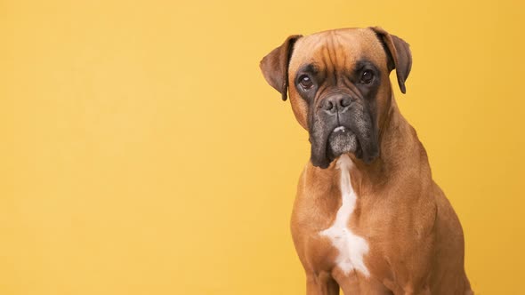 Cute boxer dog looking to the camera while standing over a yellow background