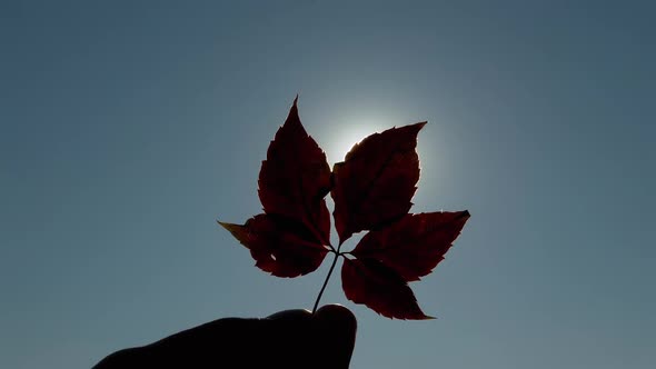 Woman Stretches Hand with a Maple Leaf Into the Sky Zoom