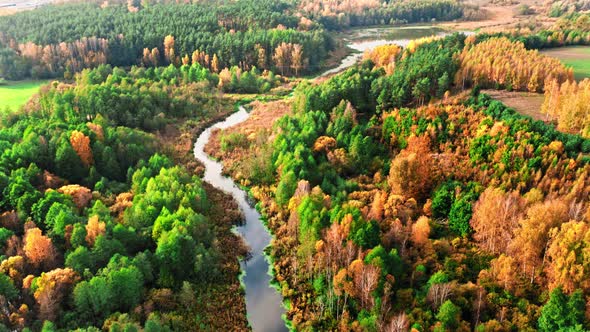 River and colorful forest in autumn. Aerial view of wildlife