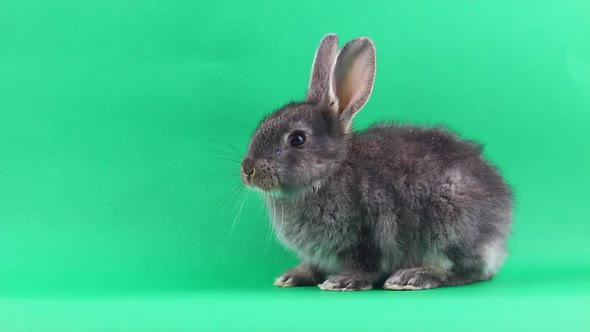 Little Gray Fluffy Rabbit Sits on a Green Chromakey Background