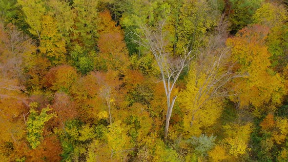 View From the Height on a Bright Autumn Forest