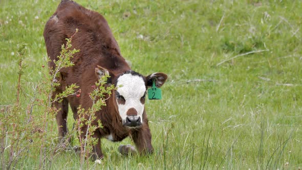 Young beef calf in a field wtih ear tag stands up and walks away