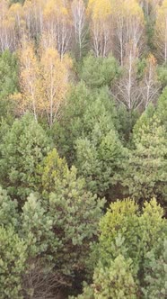 Vertical Video of a Forest with Trees During the Day