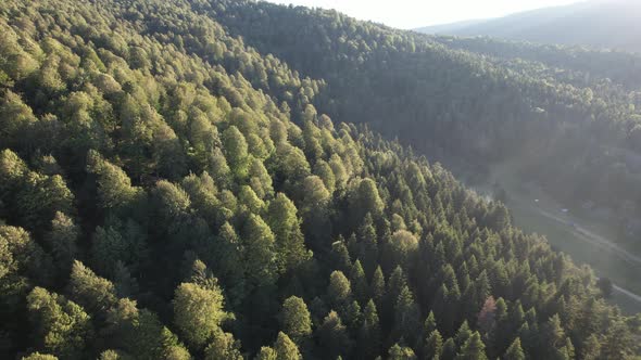 Aerial Pine Forest