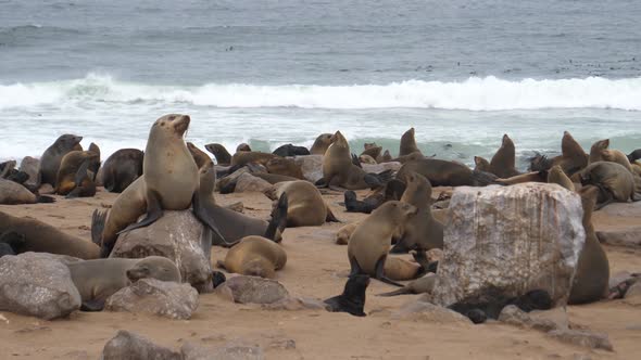 Sea lion colony on the beach and rocks of Cape Cross Seal Reserve