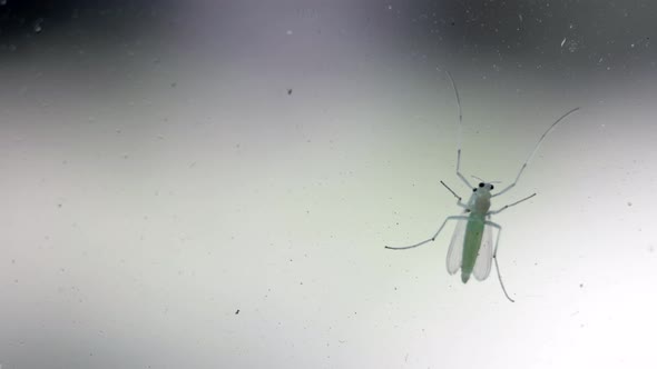 The Green Fly Sits on the Window Window Glass and Creeps Away Sharply