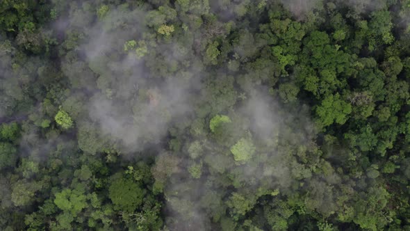 Aerial top view over a tropical forest covered in a thin layer of fog