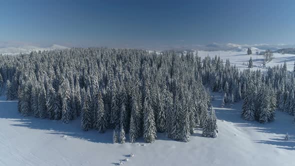 Flight Over the Snowcovered Spruce Forest with Mountains in the Background