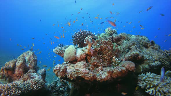 Reef Scene Corals and Fish