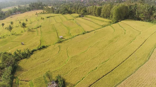 Tropical Landscape with Agricultural Land in Indonesia