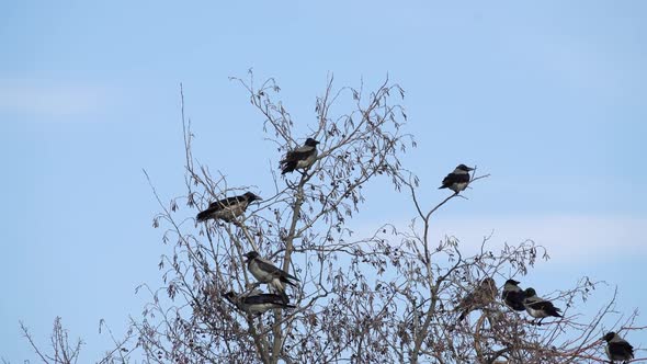 Group of Crows on the Tree at Winter