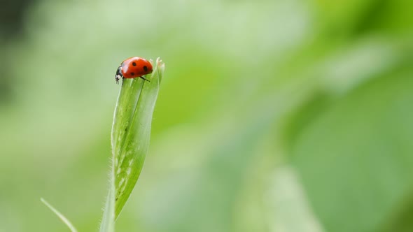 Ladybug Crawls Through Summer Grass