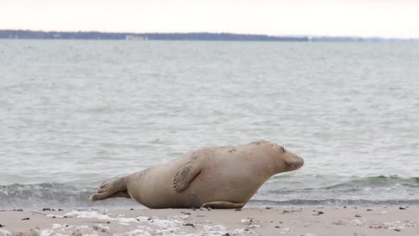 Young seal lying on the side on the beach, wintertime in Falsterbo, Skanör, Sweden