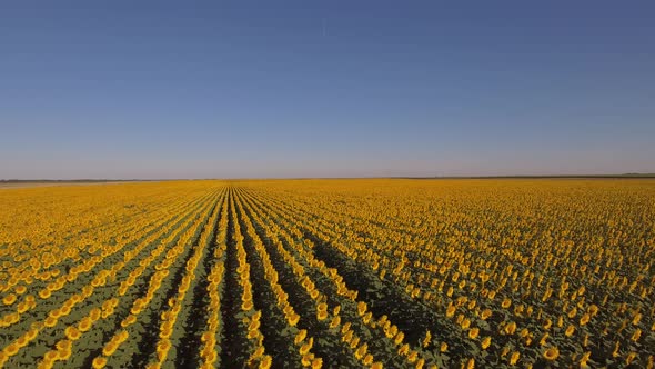 Aerial Shot Of Vast Sunflower Field