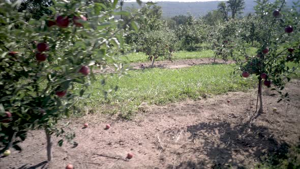 Moving through a group of young, small red delicious or fuji apple trees in an orchard bearing fruit