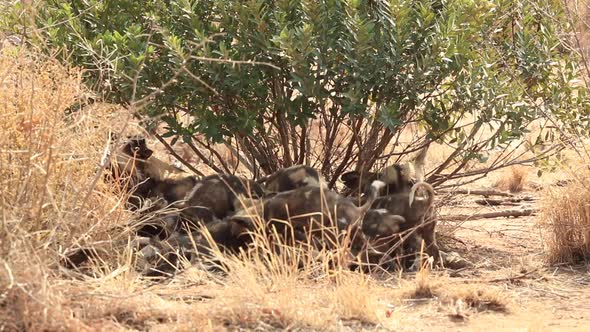 African wild dog pups, Lycaon pictus suckle on the alpha female during winter at Madikwe Private Gam