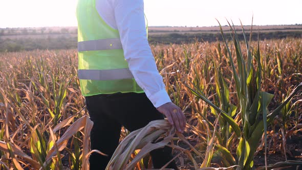 Agronomist Disappointed By the Corn Drought