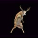 65 Deer Dancing 4K - VideoHive Item for Sale