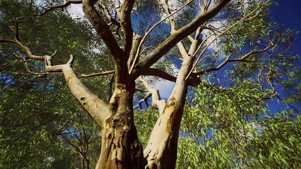 Eucaliptus in Australia Red Center