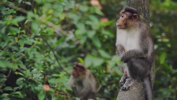 A Pair Of Wild Monkeys Perched On The Tree Looking Around The Forest In Munnar. -medium shot