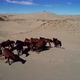 Heard of Horses on Barkhans in Mongolia  - VideoHive Item for Sale