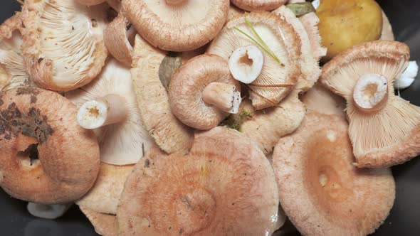 The View of the Picked Mushrooms From a Harvest in Espoo Finland