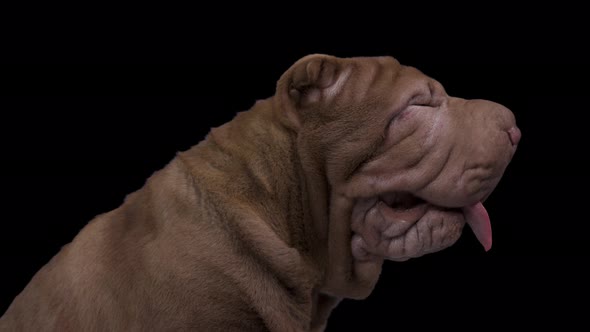 Shar Pei Dog with Black Background